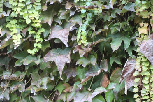 Thick vines of ivy cascade down a textured wall, showcasing varying shades of green and brown leaves under soft afternoon sunlight, enhancing the garden's tranquility.