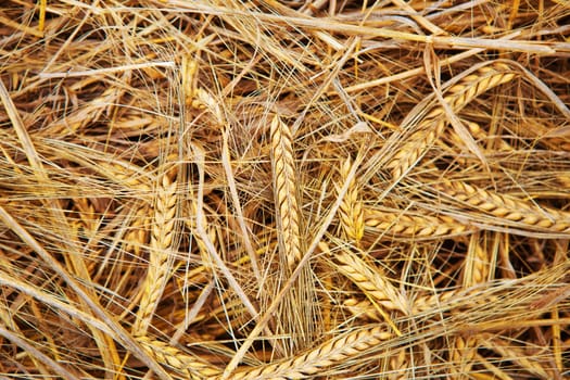 Close up of wheat nice detail background.