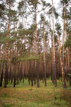 the beautiful dense pine forest in autumn.