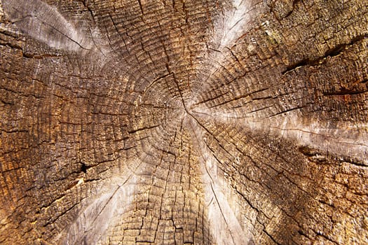 Old circle wooden brown background, close up.