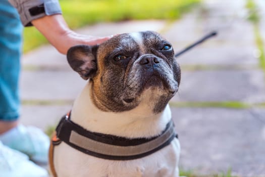 a woman's hand strokes a French bulldog. The owner gently caresses his dog. The doggie enjoys and looks at the camera. The concept of friendship and animal care