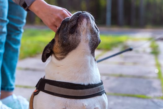 a woman's hand strokes a French bulldog. The owner gently caresses his dog. Friendship and animal care concept