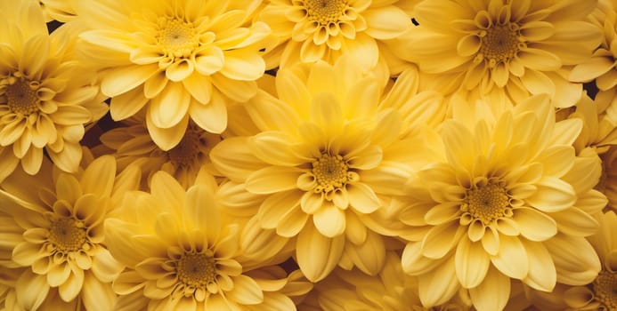 Background up flower petal group chrysanthemum colorful plants nature botany bouquet mockup close gardening blossom bright floral beauty yellow flora summer bloom