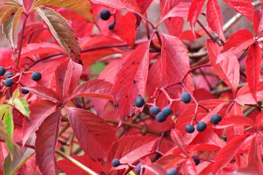 Close-up of the wild grapes in autumn.