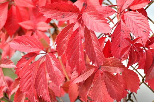 Close-up of the wild grapes in autumn.