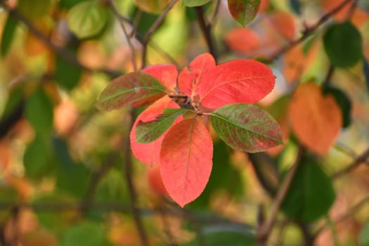 Red autumn leaves of the chokeberry