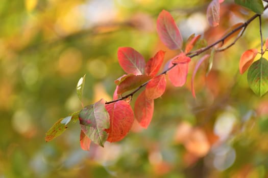 Red autumn leaves of the chokeberry