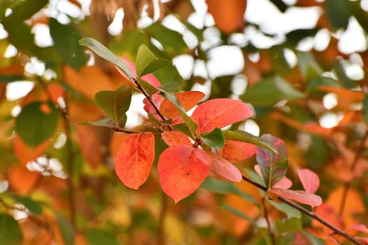 Red autumn leaves of the chokeberry