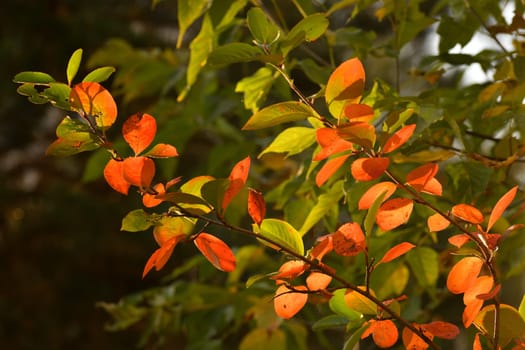 Red autumn leaves of the chokeberry