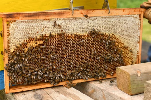 A beehive with bees. Close up