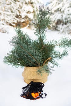 Orange tangerines that lie in a string bag in the snow in the forest along with a basket in which pine branches