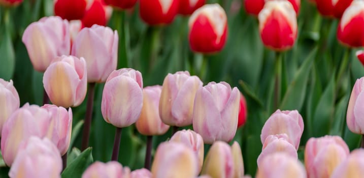 Pink tulips spring blossoming, bokeh flower background, pastel and soft floral card, selective focus.