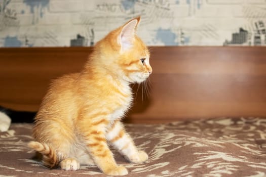 Little red kitten lying on a chair close up