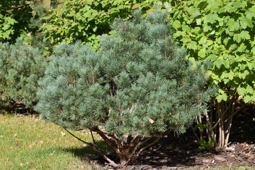 Young small pine tree in park