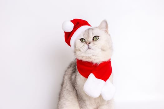 Charming white cat sitting in a red Santa hat and a red scarf looks away, on a white background. Close up. Copy space