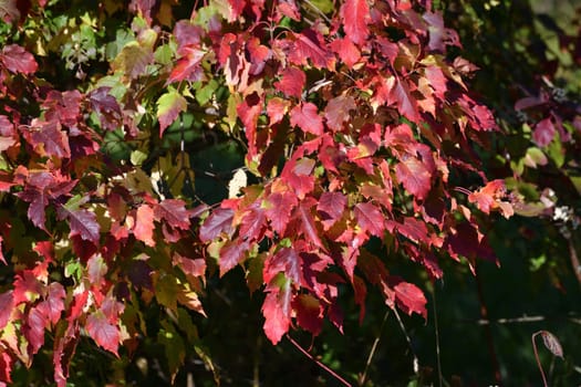 Acer rubrum - fragment of crown with the red leaves in September