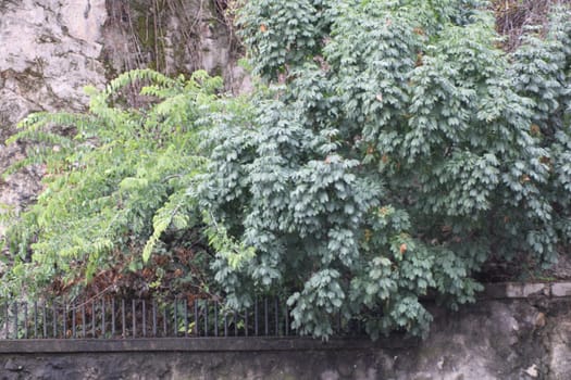 Dense foliage fills the foreground, with various shades of green contrasting against a rugged stone wall, creating a serene natural atmosphere.