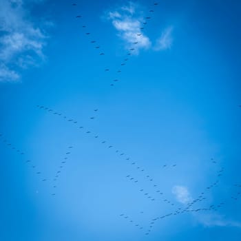 A group of Common Cranes flying blue sky, sunny day in winter in Gironde,France. High quality 4k footage
