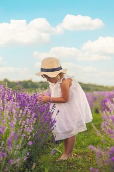 Child girl in lavender field. Selective focus. Kid.