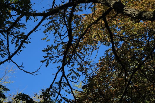 The vibrant autumn foliage contrasts against a clear blue sky as sunlit branches stretch across the view, capturing the essence of the season.