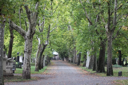 A serene path lined with tall trees leads through a peaceful cemetery, adorned with fallen autumn leaves that create a tranquil atmosphere perfect for reflection.