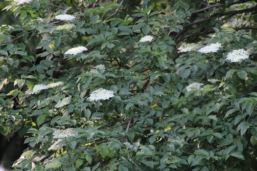Clusters of delicate white flowers emerge from lush green leaves, creating a tranquil atmosphere in the garden during a sunny late spring day.