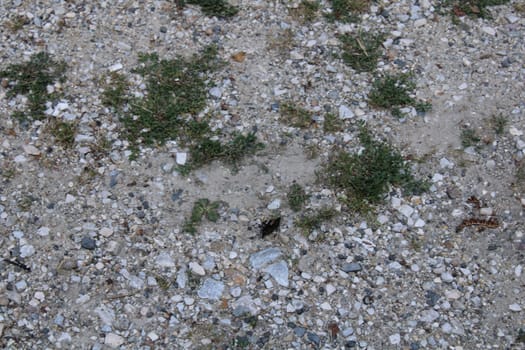 The ground is covered with a mixture of small stones and dirt, showcasing patches of green grass while highlighting a rugged, natural landscape.