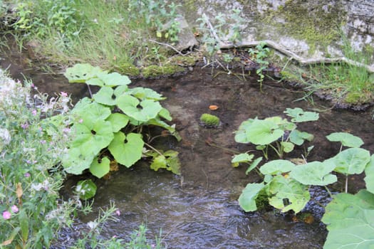 Vibrant green leaves of various plants line the edges of a clear stream, creating a serene environment filled with the sounds of flowing water and nature.