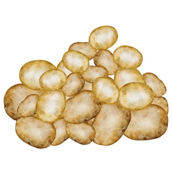 Potato watercolor. Ripe vegetable hand drawn on white isolated background. Organic farm product. Ideal for potato product label, tags and posters. High quality illustration
