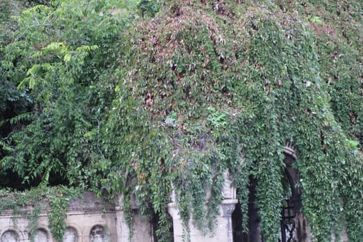 An archway in an old garden is almost completely covered by vibrant green vines and foliage, reflecting the beauty of nature reclaiming its space during the day.