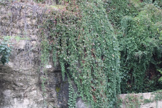 Vibrant green ivy trails down a rugged stone wall, showcasing nature's beauty in a peaceful outdoor environment filled with greenery.