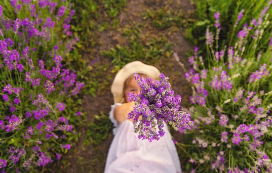 Child girl in lavender field. Selective focus. Kid.