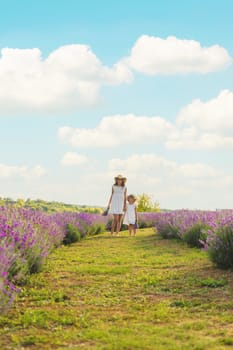 Child girl in lavender field. Selective focus. kids.