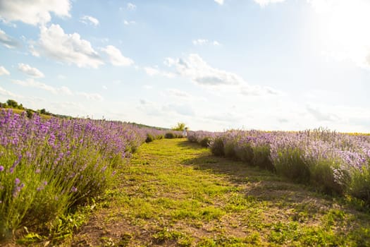 Child girl in lavender field. Selective focus. kid.