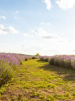 Child girl in lavender field. Selective focus. kid.