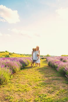 Family in lavender field. Selective focus. kid.