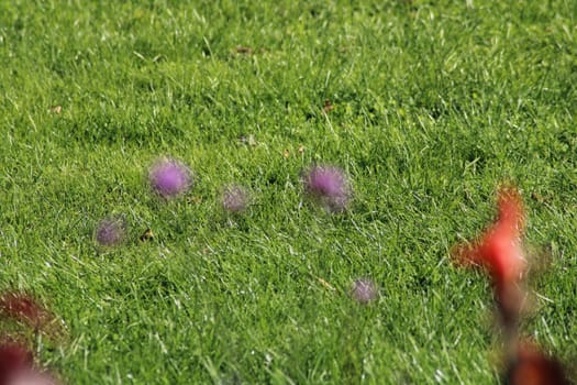 A field filled with vivid purple wildflowers is surrounded by fresh green grass under a bright blue sky, creating a captivating natural landscape on a sunny day.