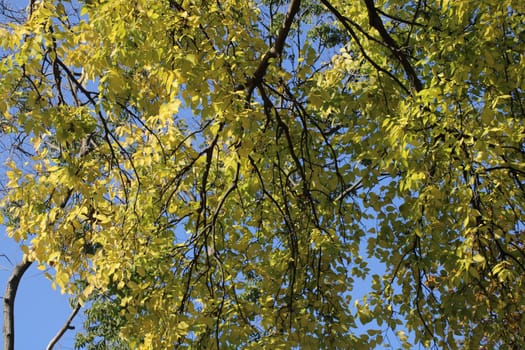 A vibrant canopy of yellow leaves stretches across the sky, creating a stunning display of autumn colors against a bright blue backdrop in a tranquil setting.