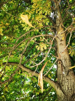 Golden and green leaves fill the tree canopy, illuminated by mid-afternoon sunlight, creating a calming atmosphere in a peaceful park setting.