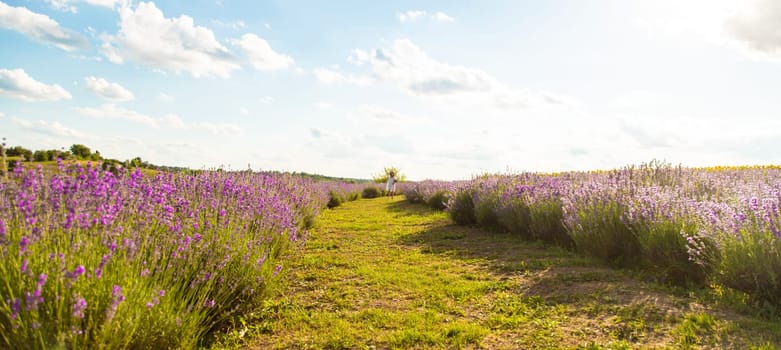Child girl in lavender field. Selective focus. kid.
