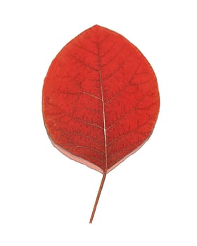 An abstract single leaf of a shrub . Flat design. Close-up view from above.