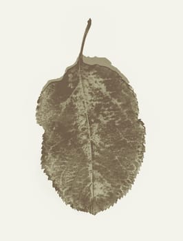 A single abstract brown tree leaf on a white background as a background or text.