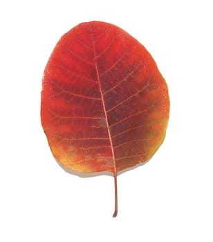 A creative layout made of a colorful single autumn leaf. Flat styling. Close-up view from above.