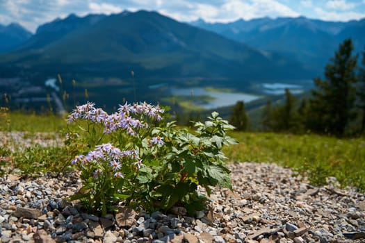 Beautiful small wildflowers on the background of the gorgeous mountains of Banff National Park in Canada.