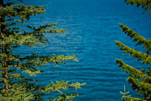 Evergreen pines against the backdrop of the beautiful turquoise Lake Minewanka in the mountains of Banff National Park in Canada.