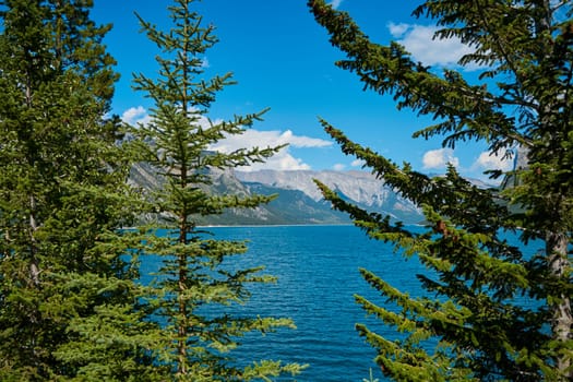 Evergreen pines against the backdrop of the beautiful turquoise Lake Minewanka in the mountains of Banff National Park in Canada.