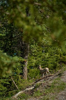 A herd of big horn sheep walk in the summer near the beautiful Lake Minewanka in the mountains of Banff National Park in Canada.