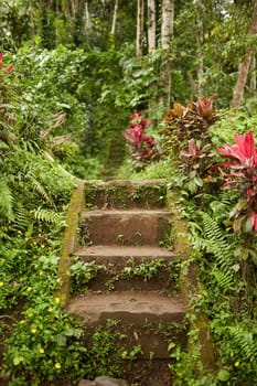 Stairs covered with moss in the jungle.