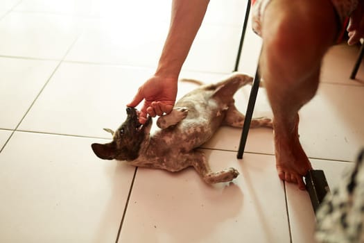 A man is playing with a stray puppy, and the dog bites his hand