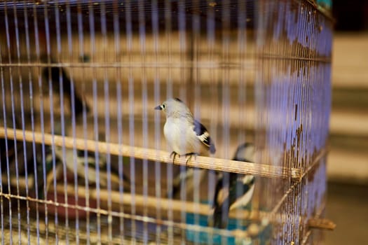 An old bird cage and bird are sold at an Asian market